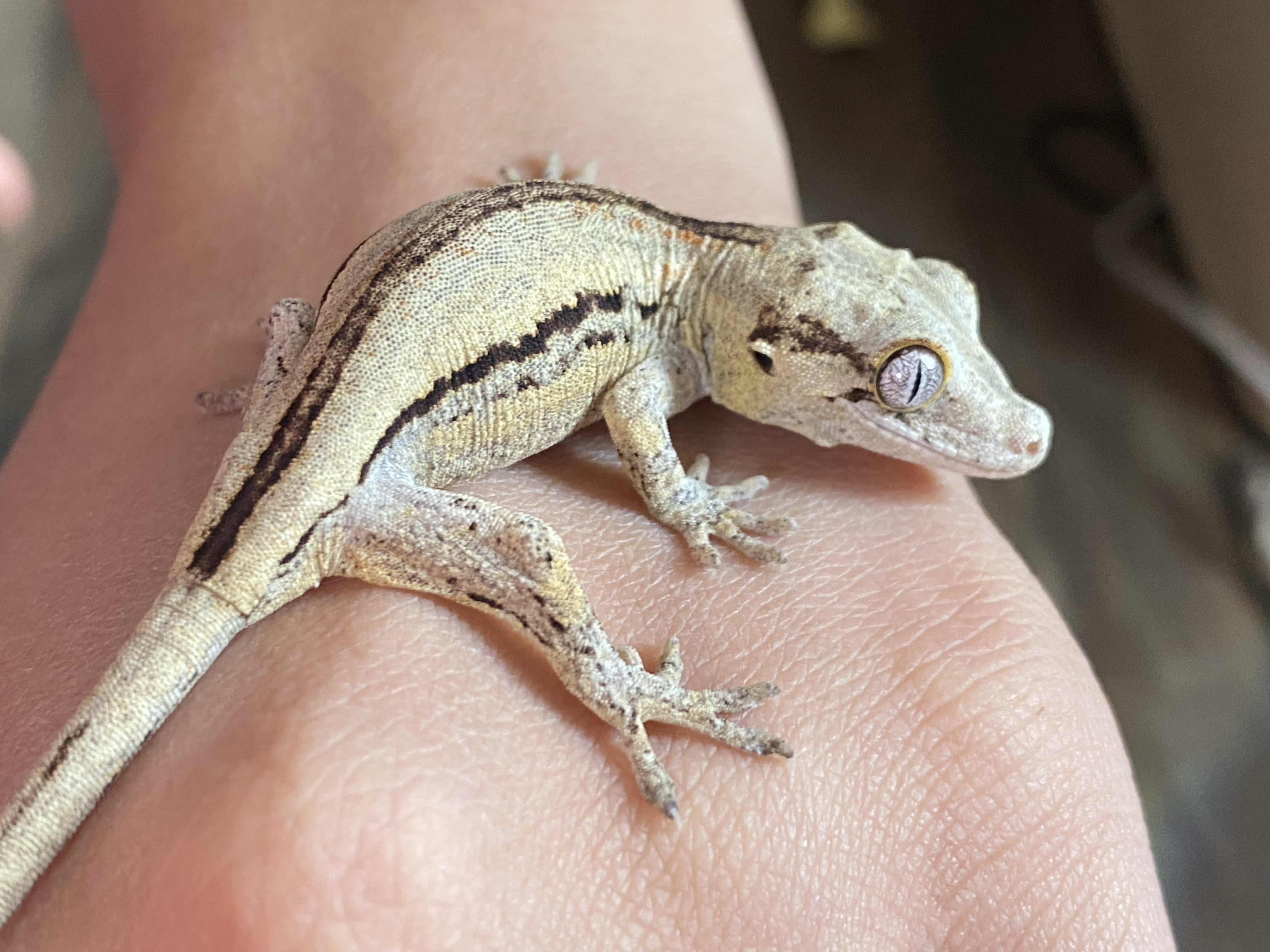 An image of Parsnip, a juvenile Gargoyle Gecko
