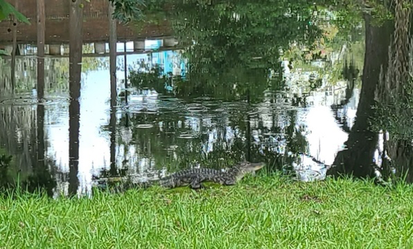 A baby alligator basking by a pond.